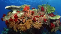 Bulmaca Koralloviy rif