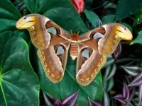 Zagadka Brown butterfly