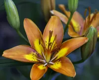 Jigsaw Puzzle Brown lily
