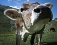 Zagadka Cow