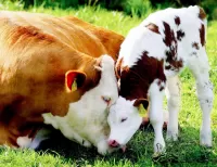 パズル Cow and calf