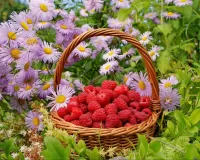 Слагалица Basket of raspberries
