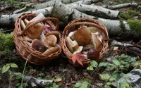 Puzzle Mushroom baskets