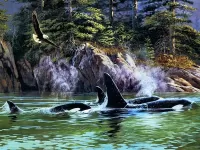 Jigsaw Puzzle Killer whales