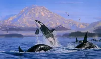 Rompecabezas killer whales