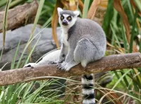 Slagalica Ring-tailed lemur
