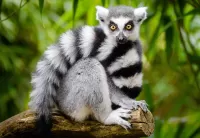 Zagadka A ring-tailed lemur