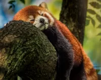 Puzzle Red panda