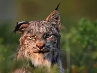 Quebra-cabeça Lynx 3