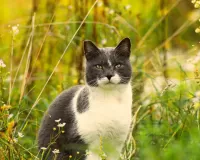 パズル Cat,grass,flowers