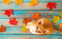 Quebra-cabeça Cat-autumn