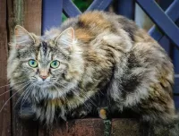 Zagadka Cat