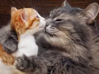 Пазл Кошка и котёнок 