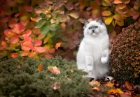 Rompecabezas Cat and autumn