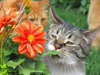 Пазл Кошка и цветок 