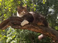 Bulmaca Cat on the tree