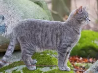 Zagadka Cat on a stone