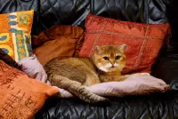 Zagadka Cat on cushions