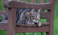 Пазл Кошка на скамье