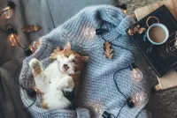 Пазл Кошка на свитере
