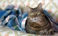 Слагалица Cat under a blanket