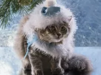 Bulmaca Holiday cat