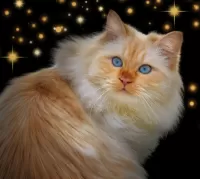Jigsaw Puzzle Cat among the stars