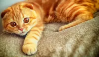 Zagadka Sun color cat