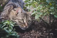 Puzzle Cat in the garden