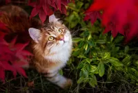Zagadka Cat in the grass