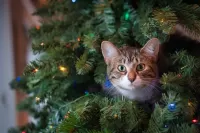 Zagadka The cat in the tree
