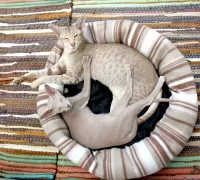 Bulmaca Cats in a basket