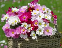 Rompicapo Cosmos in a basket