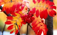 Puzzle Rowan fire red