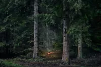 Пазл Костёр в лесу