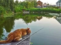 Jigsaw Puzzle cat the fisherman