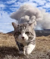 Пазл Кот и вулкан