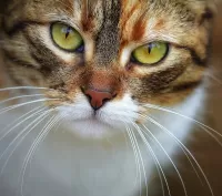 Slagalica Cat