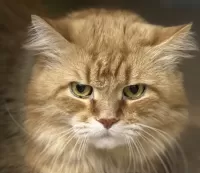Rompicapo Cat