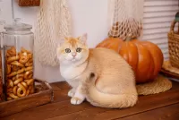 Rompicapo Cat