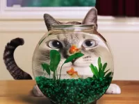 Quebra-cabeça kot i akvarium