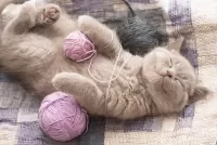 パズル Cat and tangles