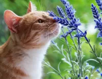 Rompecabezas cat and lavender