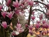 Jigsaw Puzzle Kot i magnoliya