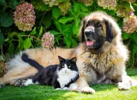 Jigsaw Puzzle Cat and dog