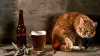 Quebra-cabeça Cat and beer