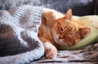 Zagadka The cat and the blanket
