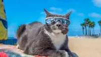 Пазл кот и пляж