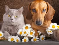 Слагалица Cat and dog