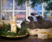 Jigsaw Puzzle Cat and ball
